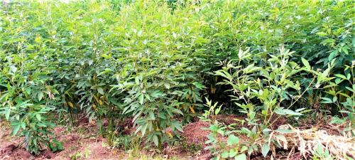 Livelihood_Fodder_Benatsemay Woreda_mekecha2 Kebele2.